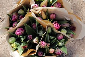 Double Tulips – Postal Flowers